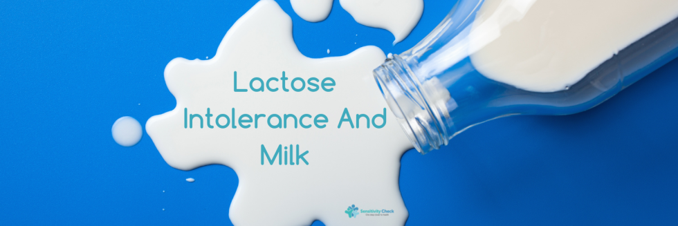 Lactose Intolerance And Milk: Unveiling The Connection